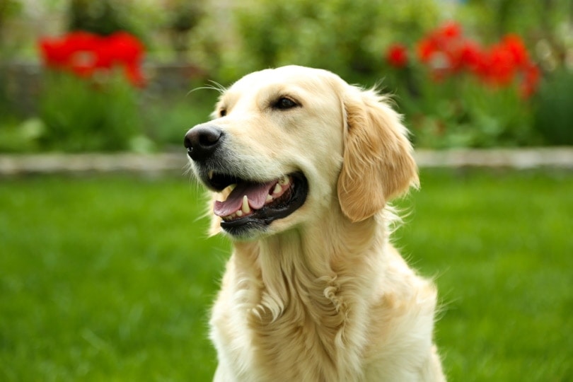 primer plano de un labrador retriever de pelo largo