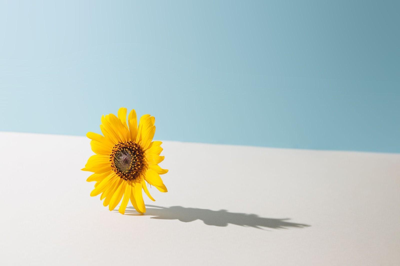 Minimal spring concept yellow daisy flower against pastel blue and beige background