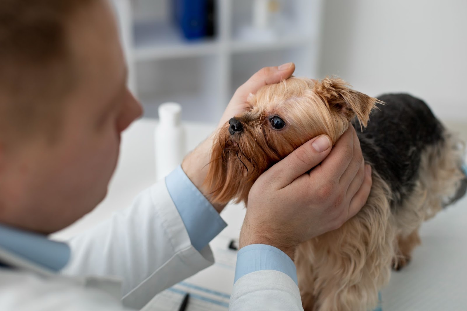 Treatment of Canine Influenza Virus