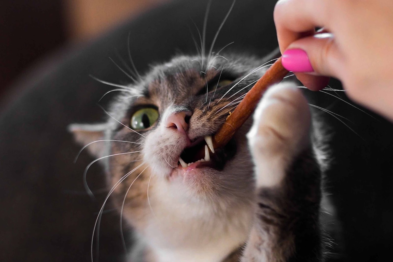 Cat eating treats