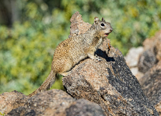 Protect your yard from gophers with expert solutions from Green Machine, one of the leading gopher control companies in Arizona.