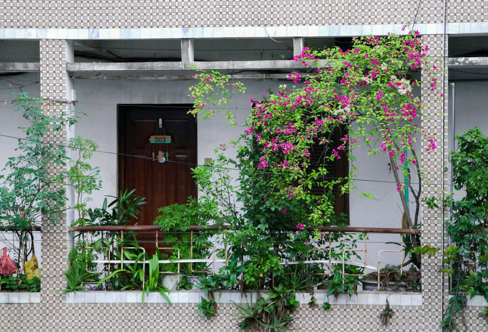 5. Îngrijirea și întreținerea grădinii pe balcon