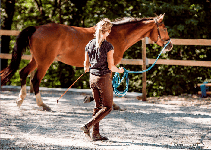 Why Lunge Your Horse?