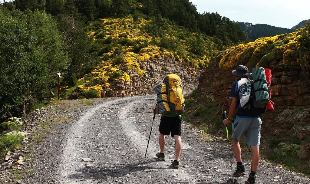 Two backpackers walking along a trail surrounde3d by greenery.