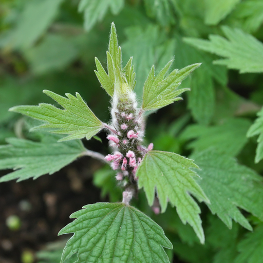 Troubleshooting Common Motherwort Issues: A Gardener's Guide