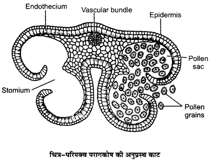 UP Board Solutions for Class 12 Biology Chapter 2 Sexual Reproduction in Flowering Plants 2Q.4