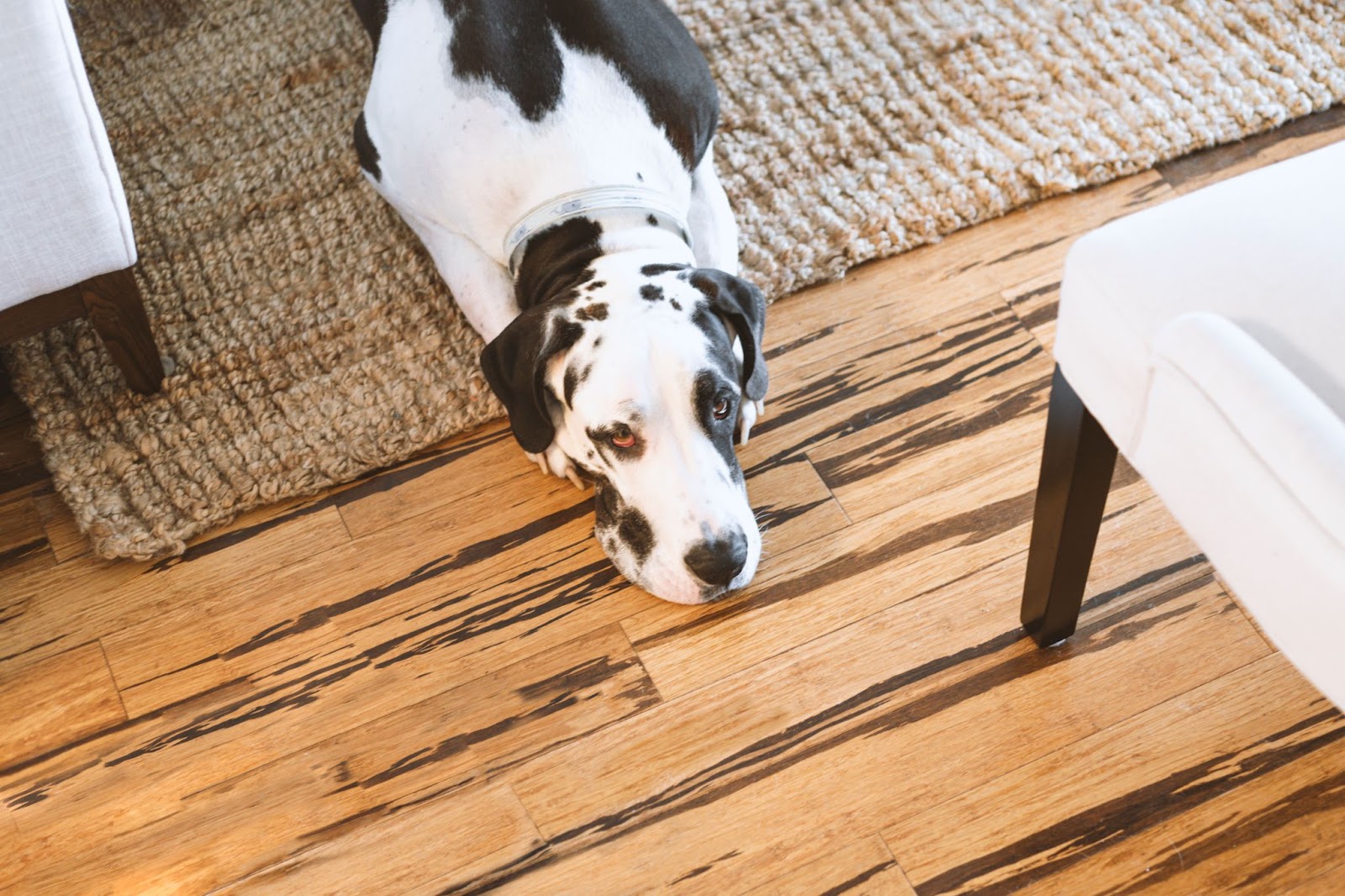 A Dalmatian rests on a light brown rug on engineered hardwood flooring with distinct brown streaks and white cushioned chairs on the dog’s side.
