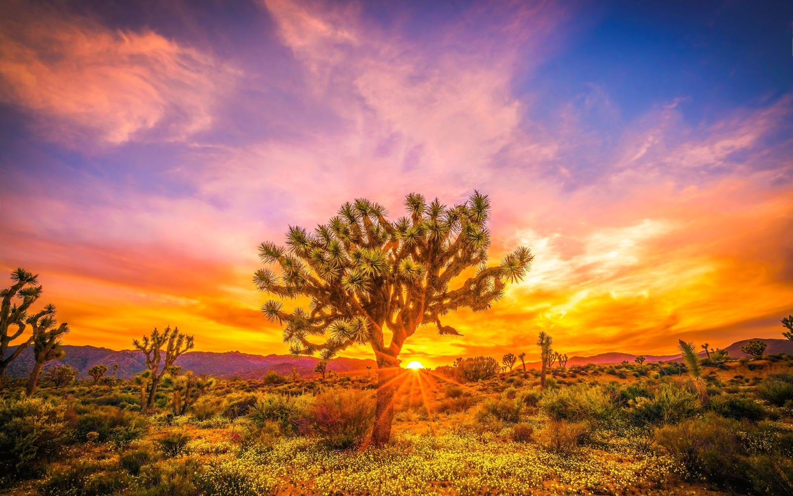 Joshua Tree