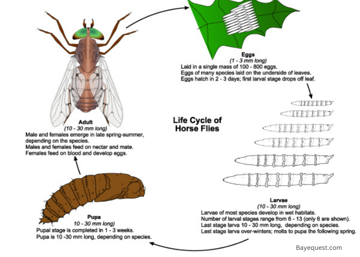 Lifecycle of a Horse Fly