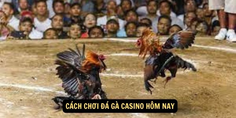 Cách chơi đá gà casino hôm nay