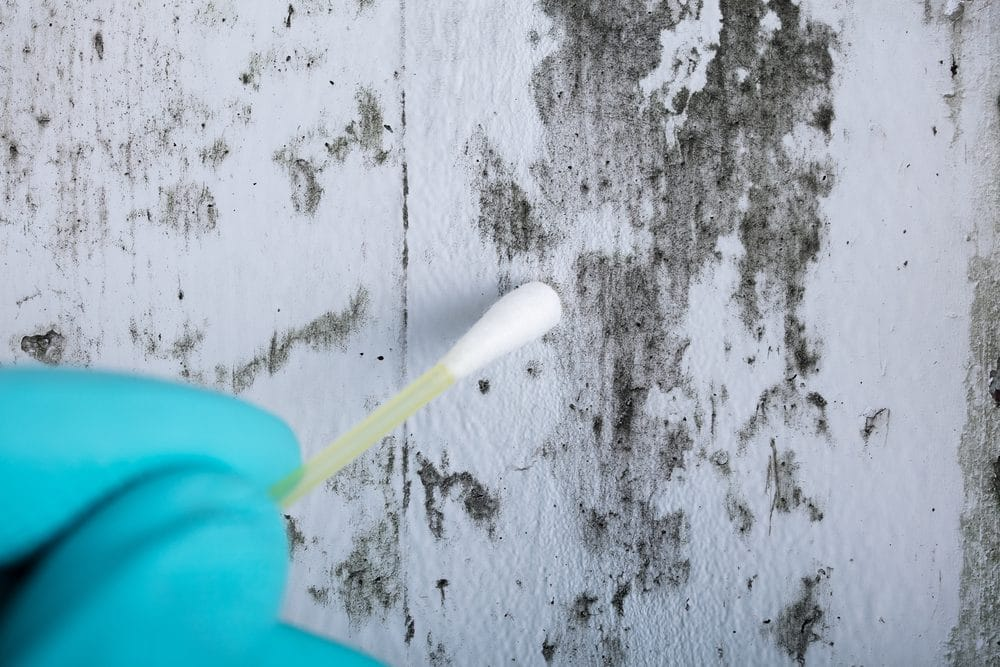 how to test for mold