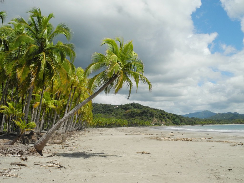 a windy day and palm trees on Playa Carillo, one of the best beaches in Costa Rica