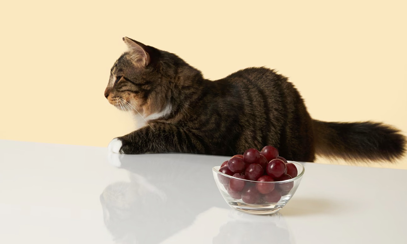 Cat with grapes