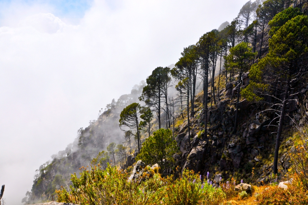  A group of cypress trees clinging to the top of a Tacaná Volcano shrouded in fog.