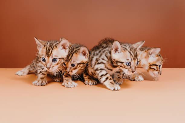 A group of kittens on a orange surface

Description automatically generated