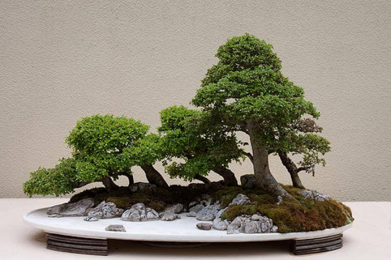 Các Loại Cây Bonsai