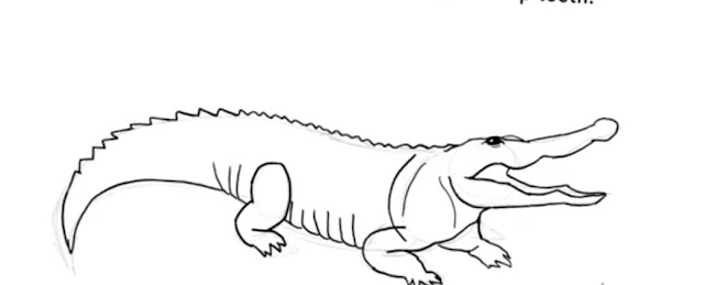 How to Draw Easy Realistic Alligator: A Step-by-Step Guide