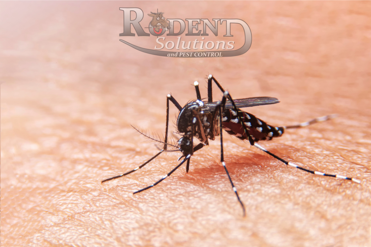Mosquito on skin Rodent Solutions