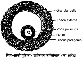 UP Board Solutions for Class 12 Biology Chapter 3 Human Reproduction Q.14