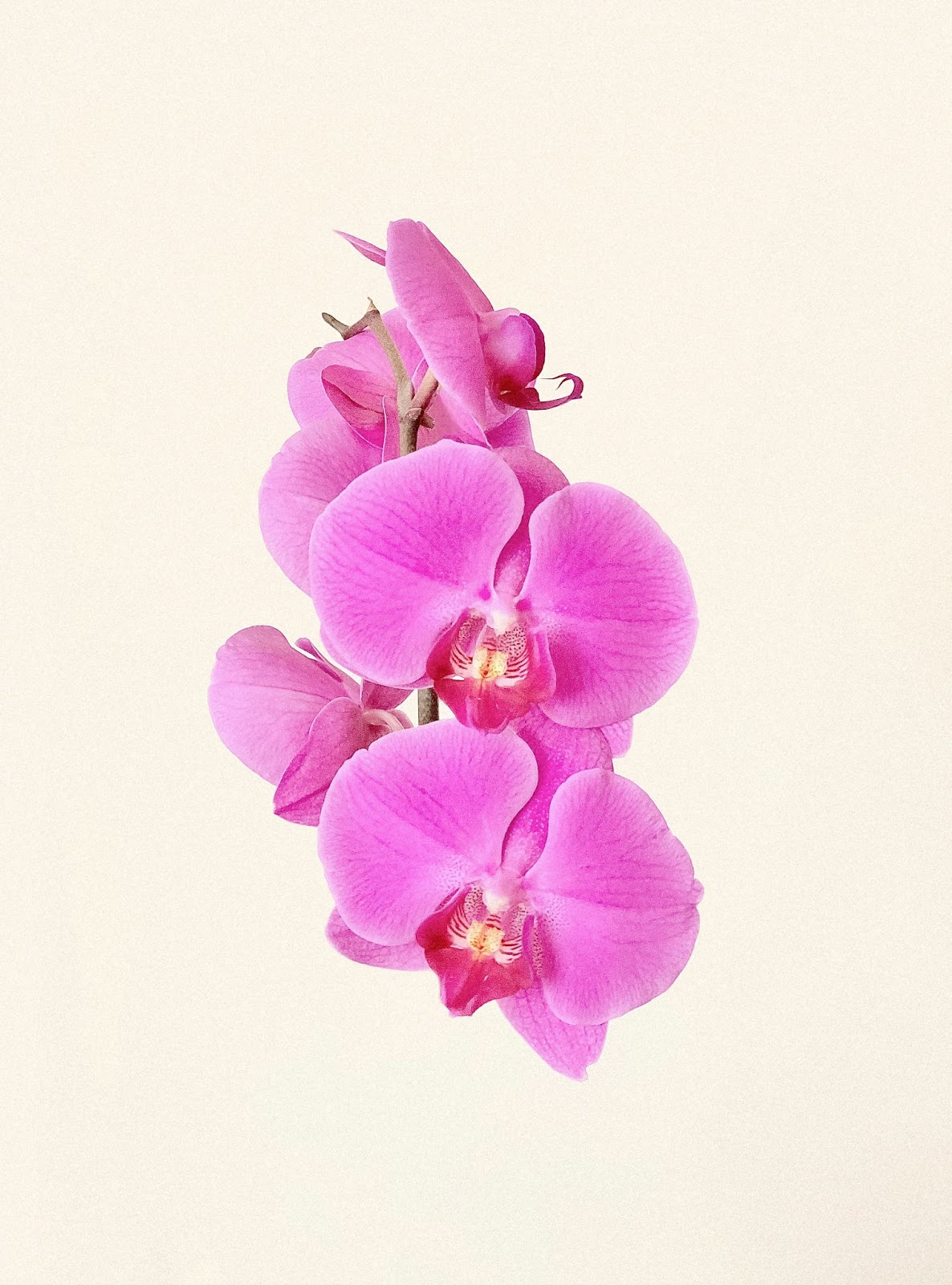 Yellow Leaves On Vanda Orchid