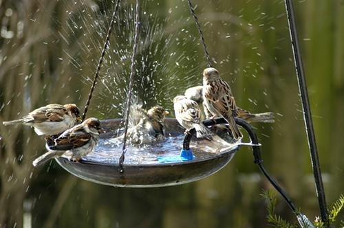 Simple Tips for Helping Wildlife During Heat Waves and Drought ...