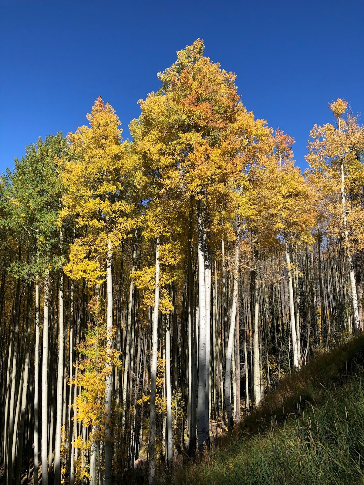 Yellow Leaves On Aspen Tree