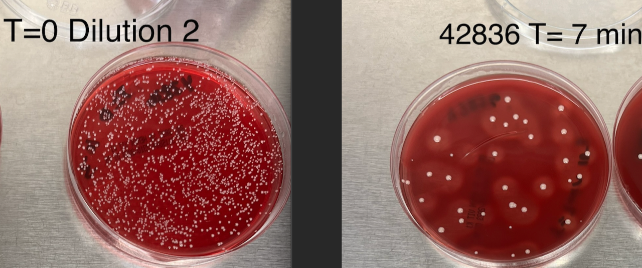 Side-by-side comparison of two petri dishes to show if tea tree oil does help with acne. The petri dish on the left, labeled "t=0," is filled with a dense cluster of bacteria. The petri dish on the right, labeled "t=7 minutes," shows significantly fewer bacteria, illustrating the effectiveness of the tea tree oil product after 7 minutes.