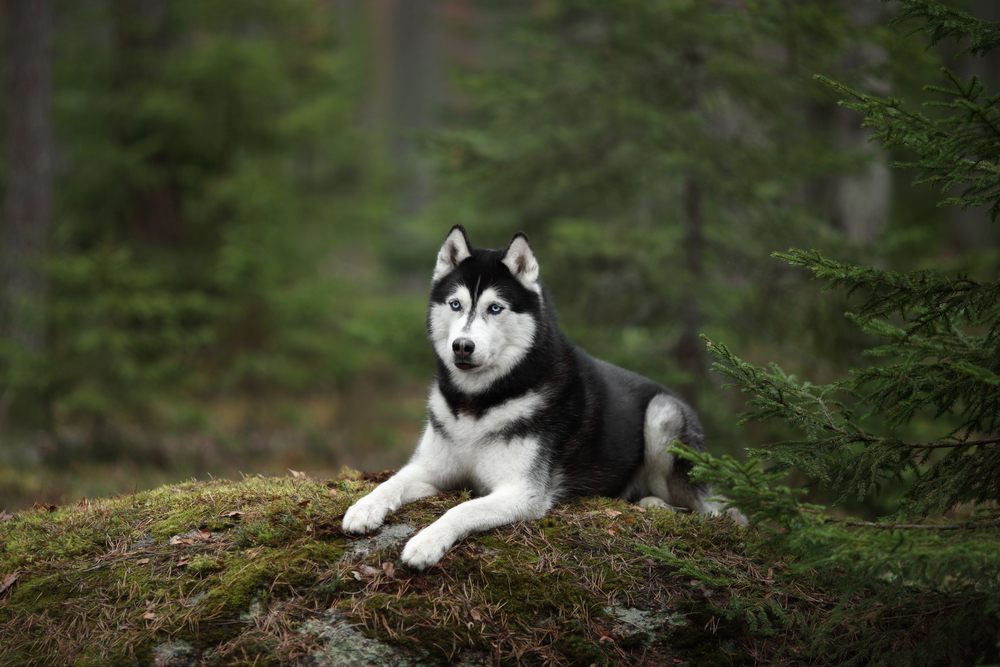 Hermoso perro Husky siberiano con ojos azules en el bosque