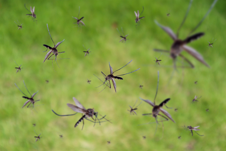 Closeup of mosquitoes flying over grass. 