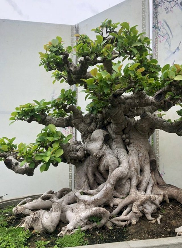 Cây Si Bonsai