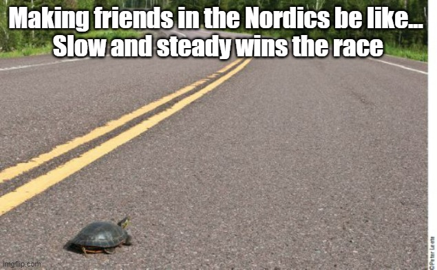 turtle on road