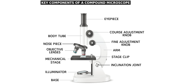 Key Components of a Compound Microscope