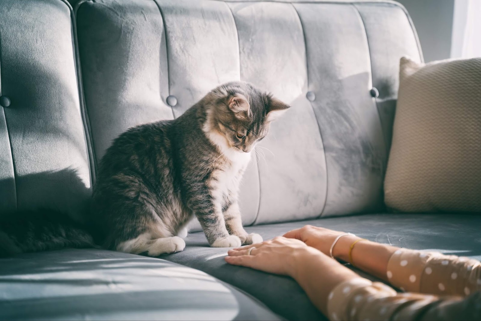 貓咪、主人的手、與貓抓皮沙發