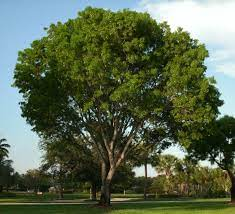 Rosewood Tree