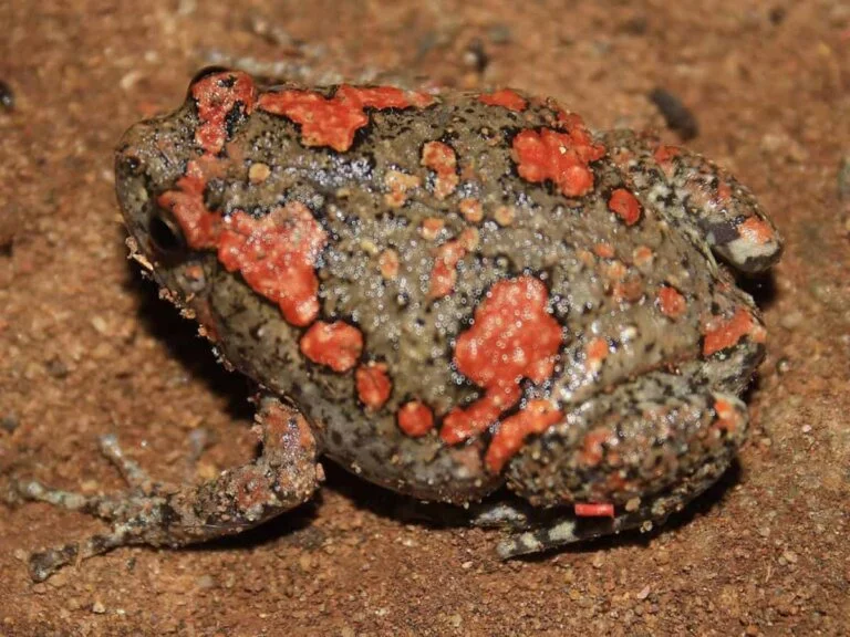 Indian Painted Frog