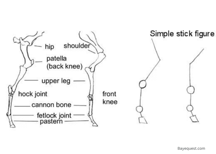 Rear Leg Horse Anatomy