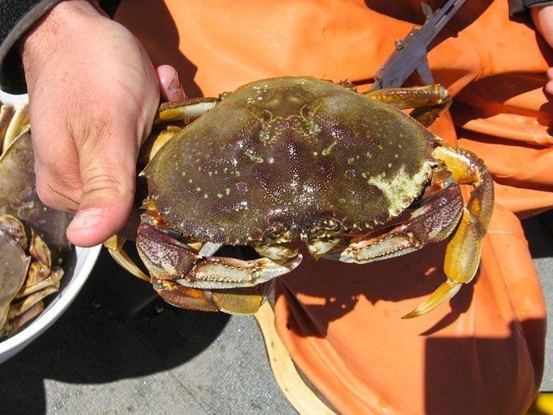 Dungeness crab, a pillar of Washington’s seafood industry, rely on plentiful oxygen near the bottom of the ocean to survive. (Courtesy of Oregon Sea Grant)