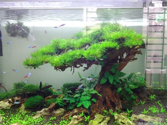 Driftwood in aquarium