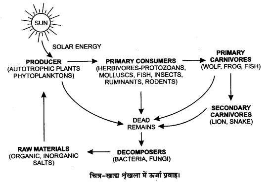 UP Board Solutions for Class 12 Biology Chapter 14 Ecosystem Q.12.1