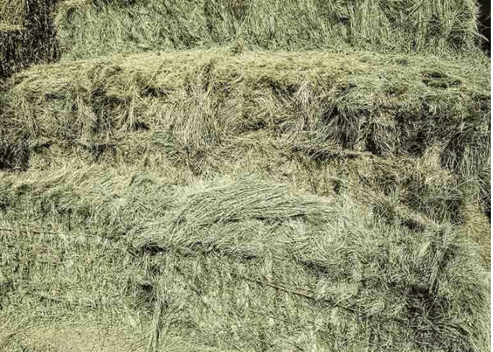 Comparison of Bermuda Hay With Other Types of Hay