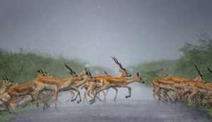 Dinesh khunt International fame gujarat photographer National geography 