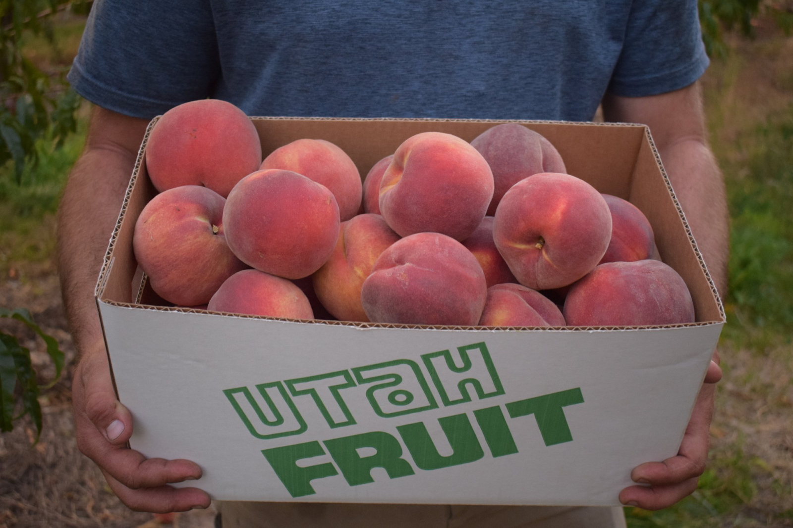 the-juicy-gems-of-utah-why-fresh-fruit-reigns-supreme-in-the-beehive-state