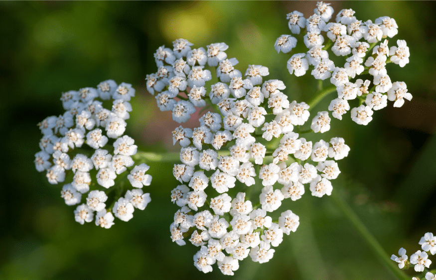 31 impressionantes plantas tolerantes à seca que você precisa para o seu jardim