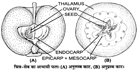 UP Board Solutions for Class 12 Biology Chapter 2 Sexual Reproduction in Flowering Plants Q.14