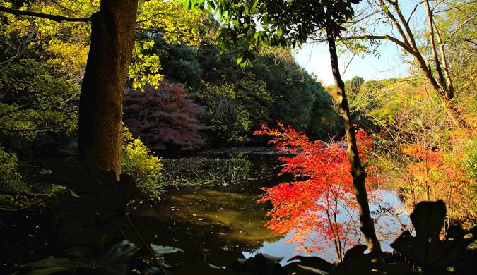 autumn like lake view in japanese garden