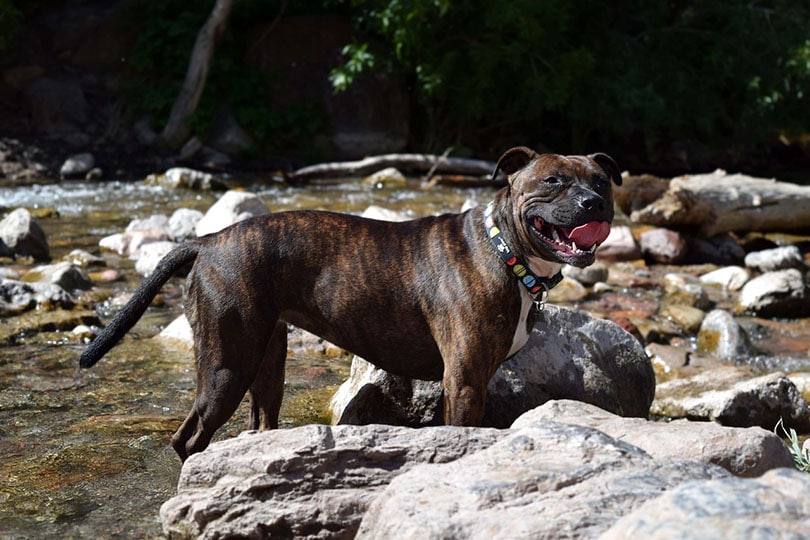 Staffordshire Bull Terrier de pie en el río