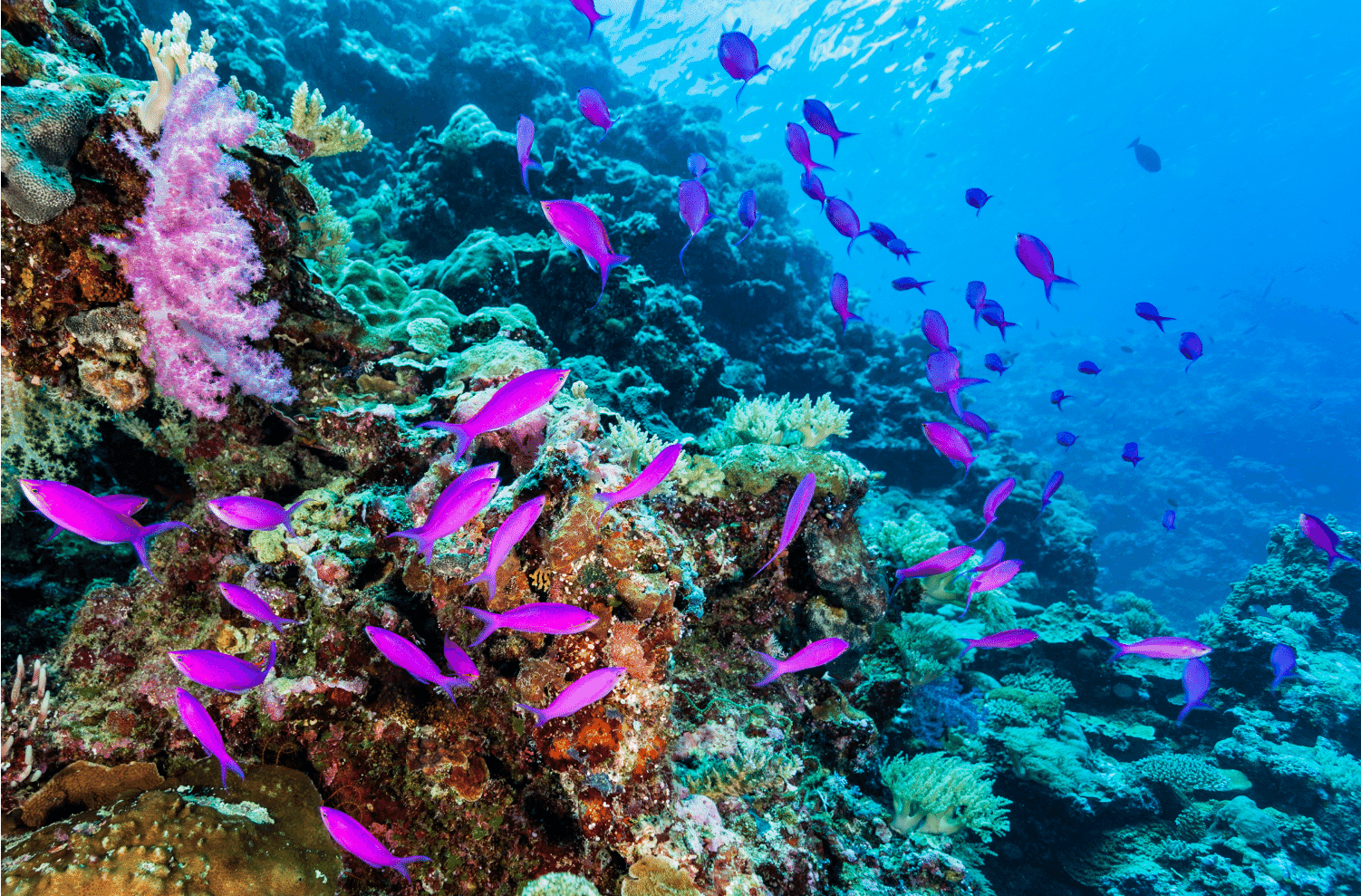 Purple queen anthias