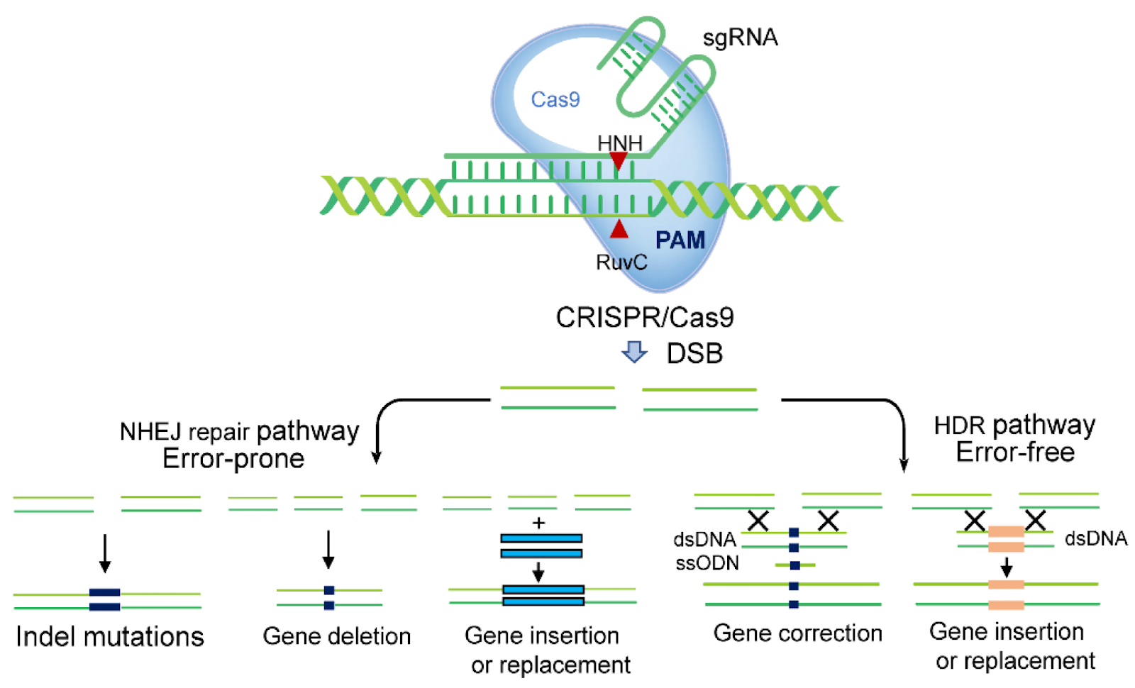 CRISPR-Cas9 Gene