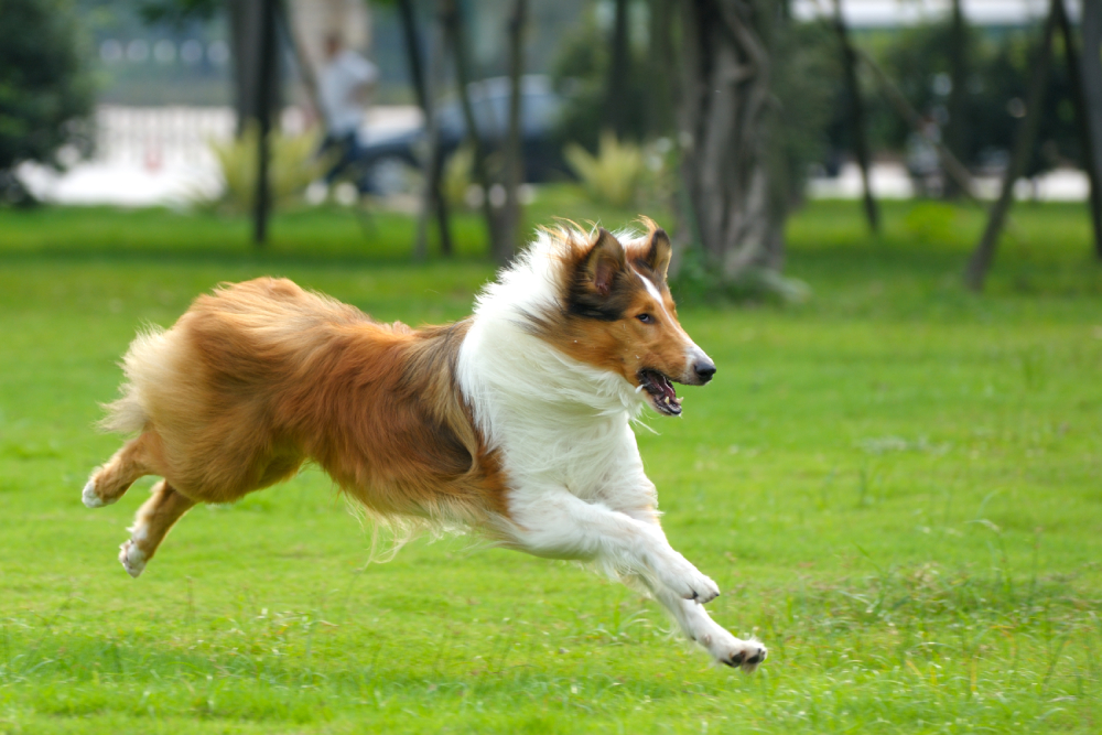 Collie corriendo por la hierba