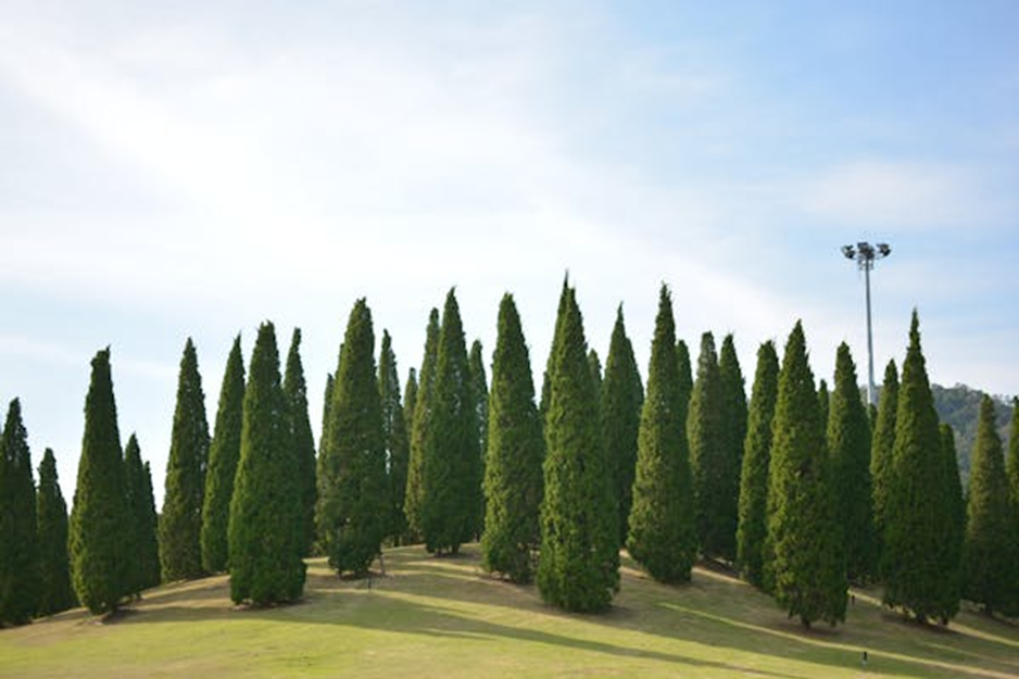 Trimmed Cedar Trees in Spring: A Good Time to Trim